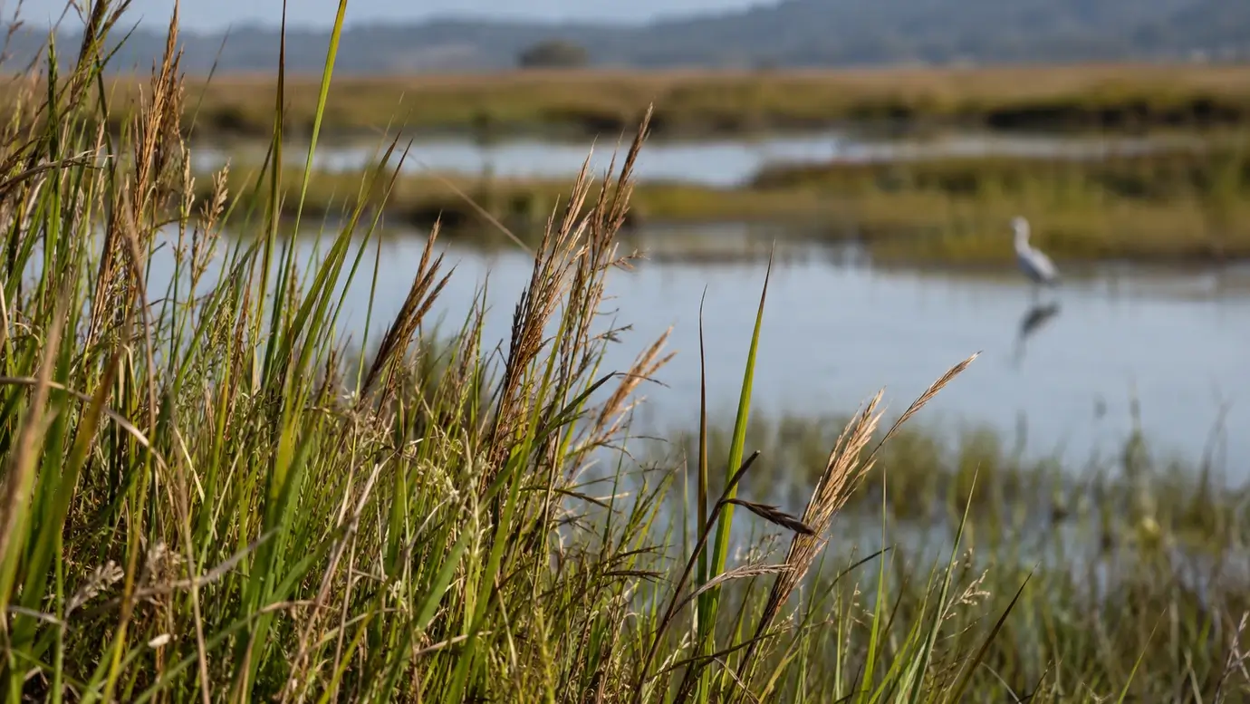 Vegetación y aves en un paisaje de marismas de Cantabria